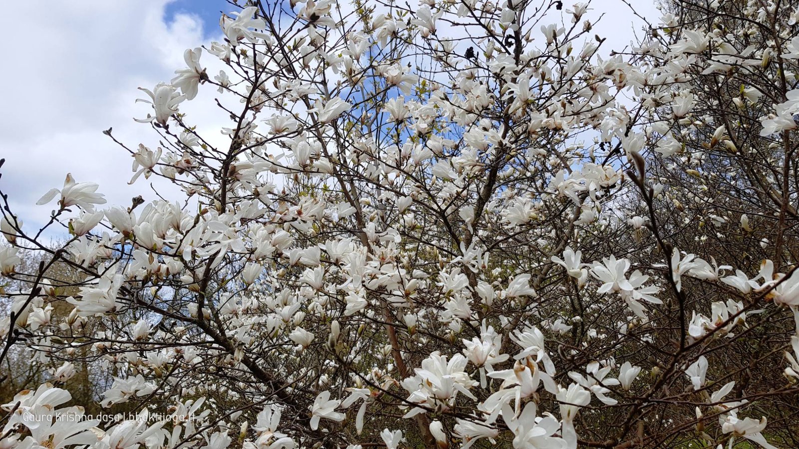  skinderiskio dendrologinis parkas 2021 05 08